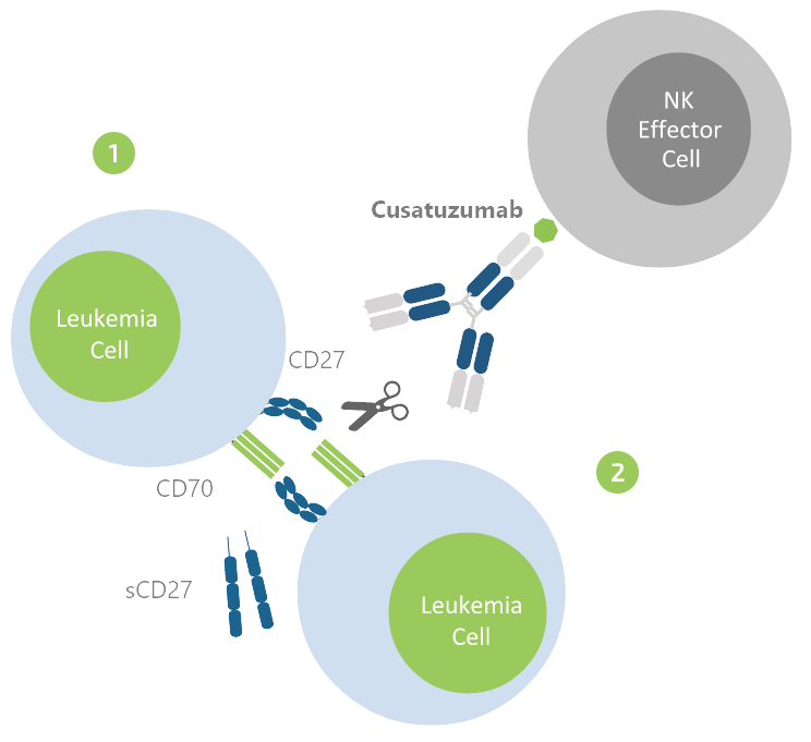 MOA_Cusatuzumab